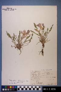 Oenothera cespitosa subsp. marginata image